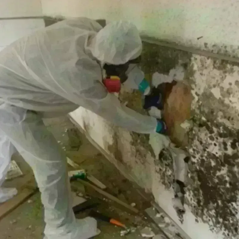 Mold Remediation and Removal in Hockley County, TX